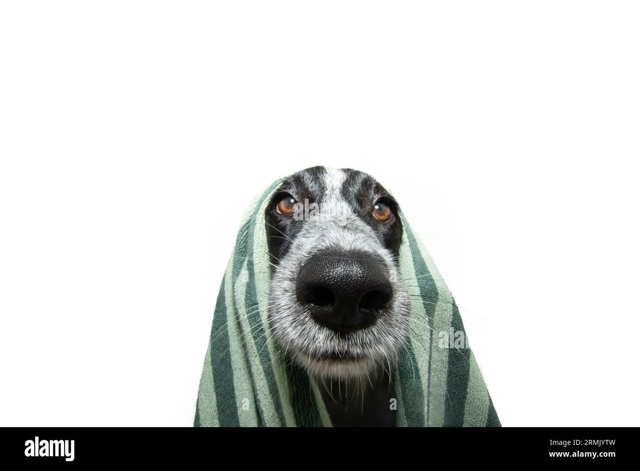 Ritratto divertente cane cucciolo in un asciugamano verde dopo una doccia. Isolato su sfondo bianco Foto Stock