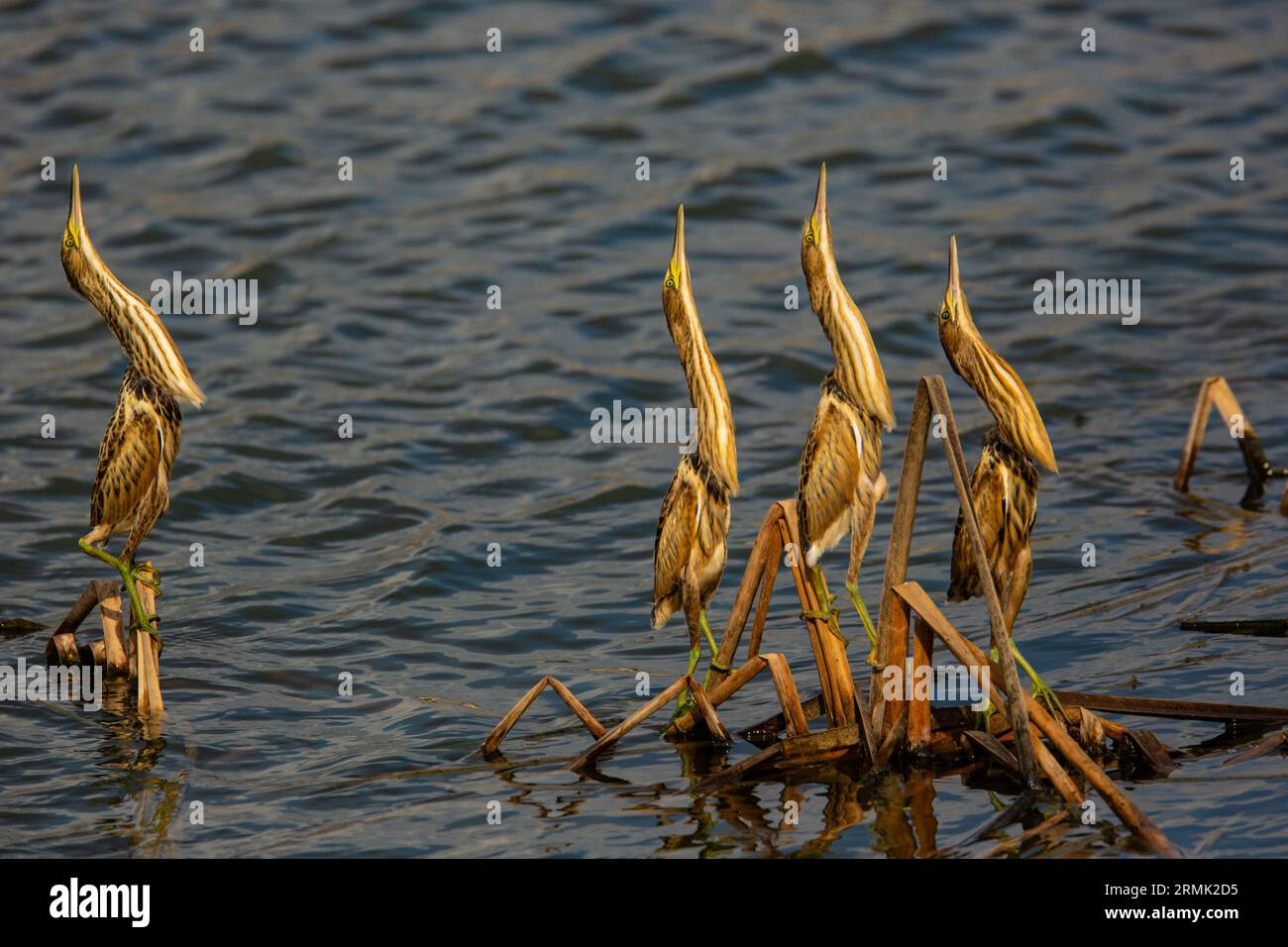 Piccolo amaro (Ixobrychus minutus) fledglings e adulto in un nido fatto di canne fotografate a luglio Foto Stock