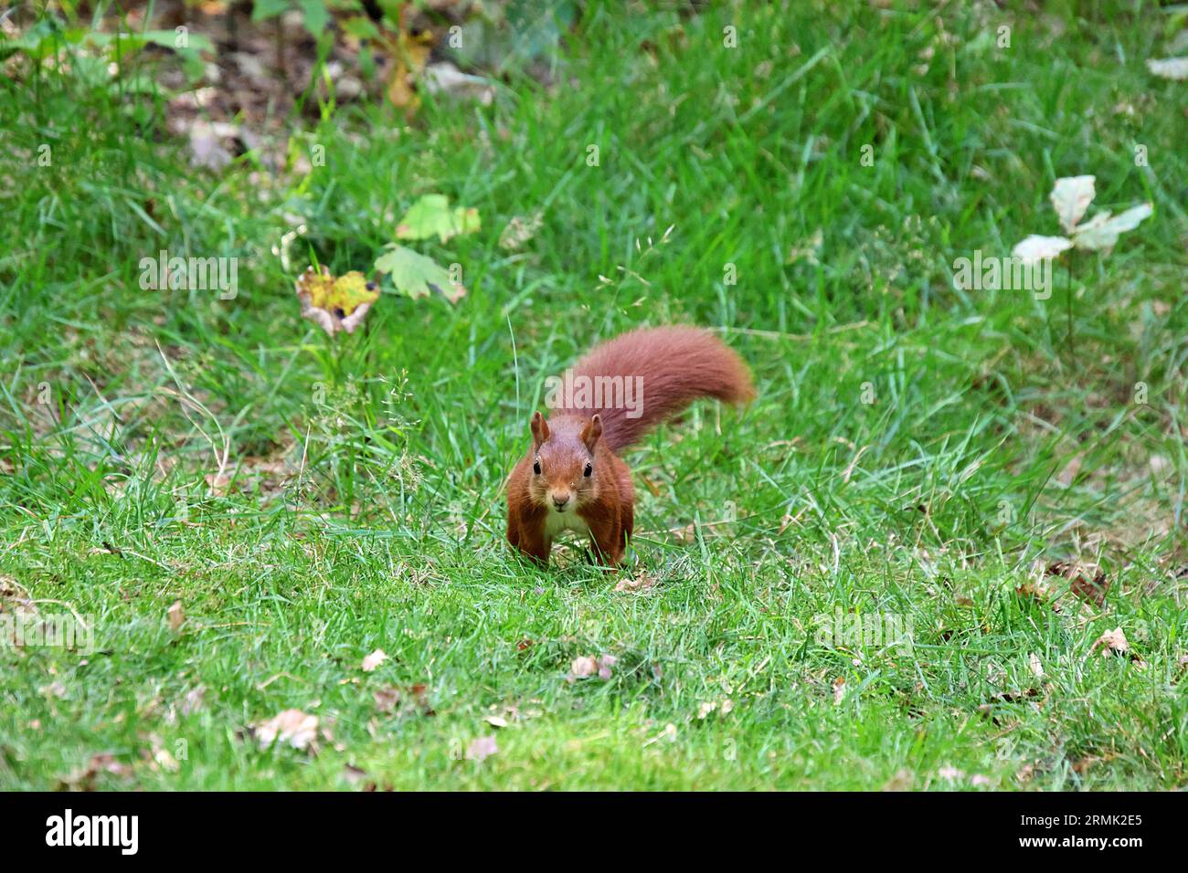Un adorabile scoiattolo rosso in un pittoresco campo erboso circondato da un vivace fogliame autunnale Foto Stock