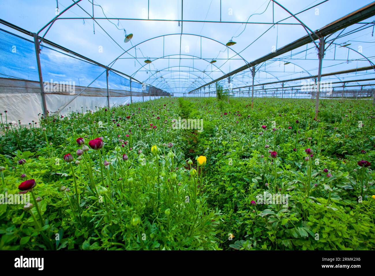 Coltivare fiori di zucca in una grande serra in Israele la produzione di fiori è una grande esportazione agricola israeliana Foto Stock