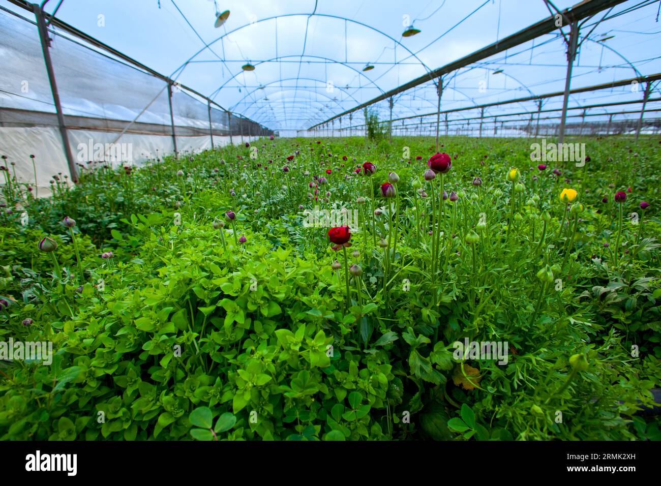 Coltivare fiori di zucca in una grande serra in Israele la produzione di fiori è una grande esportazione agricola israeliana Foto Stock