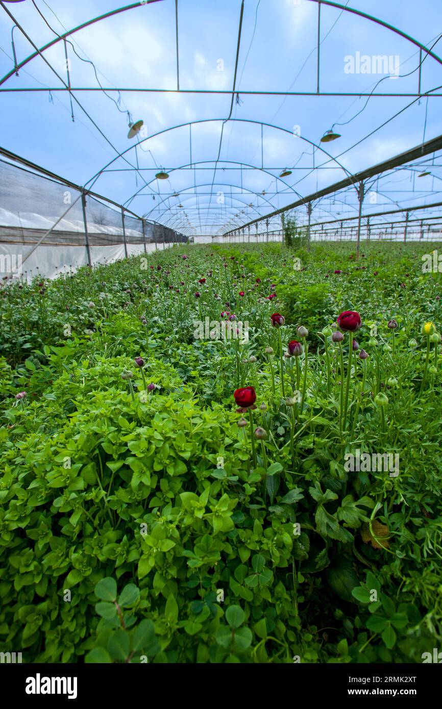 Coltivare fiori di zucca in una grande serra in Israele la produzione di fiori è una grande esportazione agricola israeliana Foto Stock