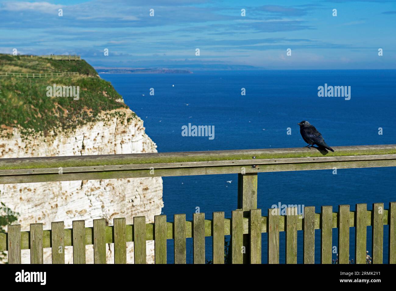 Jackdaw a Bempton Cliffs, una riserva naturale RSPB nell'East Yorkshire, Inghilterra, Regno Unito Foto Stock