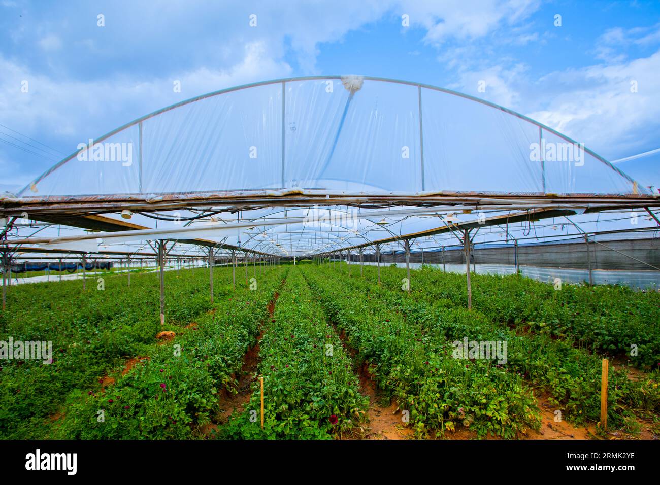 Coltivare fiori di zucca in una grande serra in Israele la produzione di fiori è una grande esportazione agricola israeliana Foto Stock