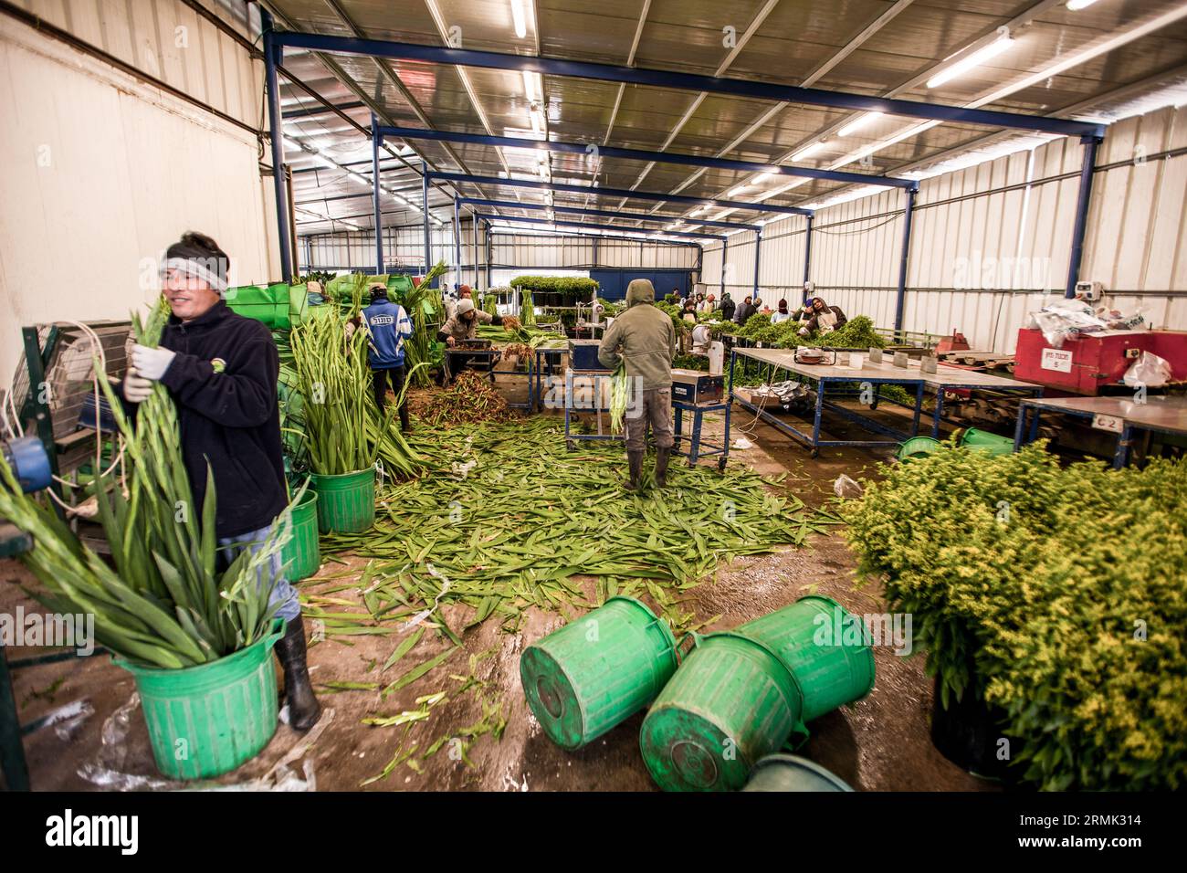 Confezionamento di fiori di farfalle raccolti da lavoratori migranti Tai in un magazzino in Israele. La produzione di fiori è una grande esportazione agricola israeliana Foto Stock