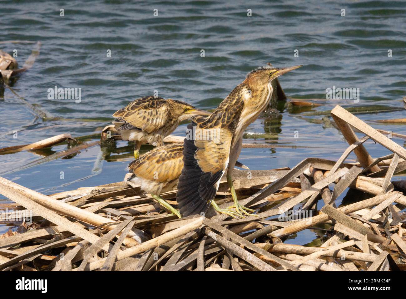 Piccolo amaro (Ixobrychus minutus) fledglings e adulto in un nido fatto di canne fotografate a luglio Foto Stock