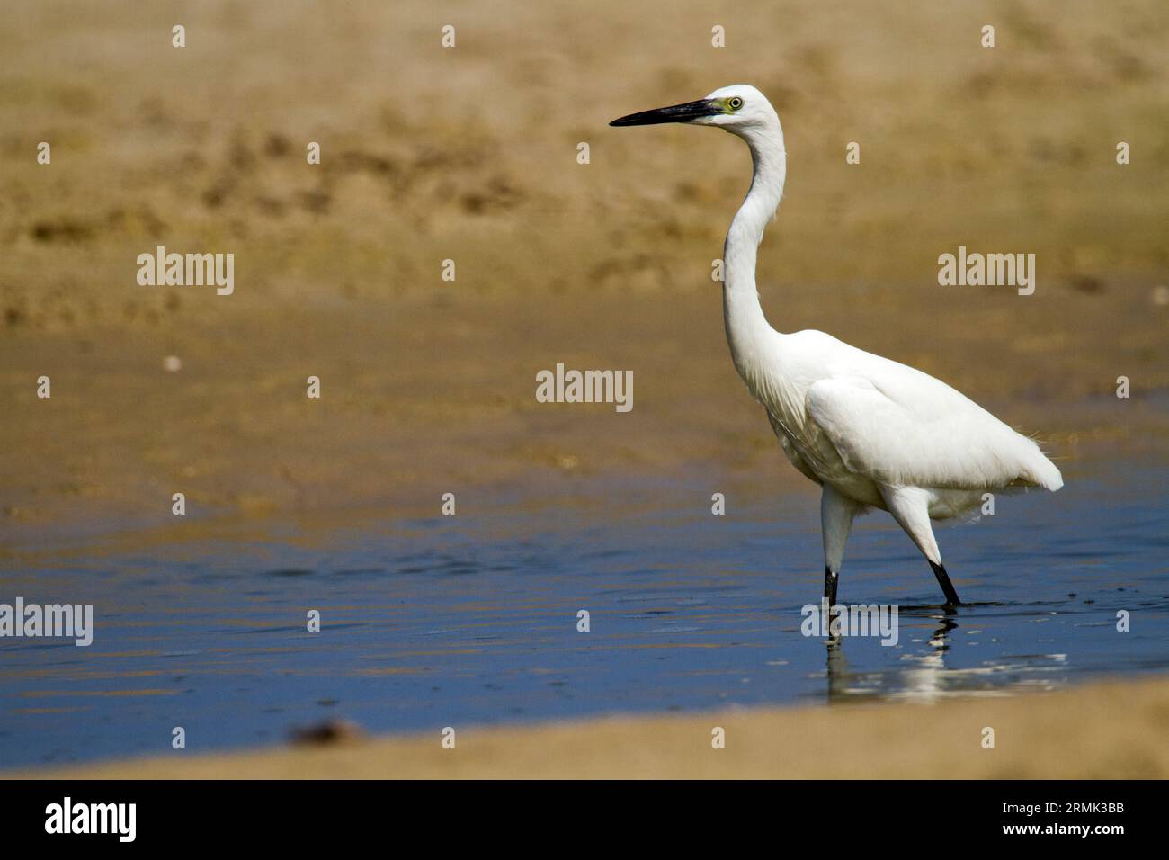 Egretta garzetta - Garzetta, questo piccolo airone bianco è nativo di parti più calde di Europa e di Asia, Africa e Australia. Essa si nutre di crostacei e pesci Foto Stock