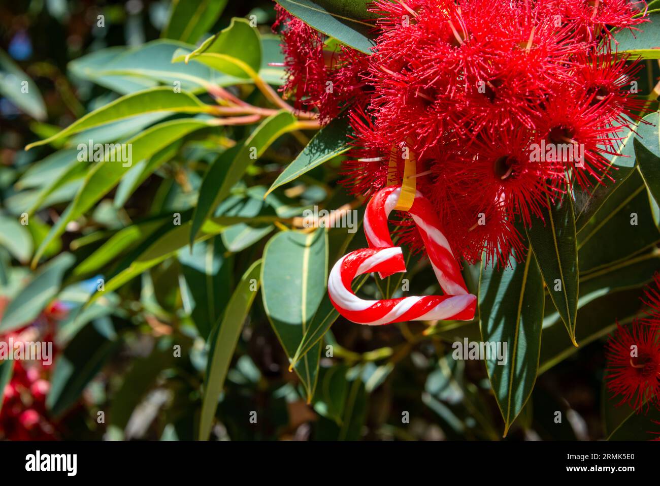 Un Natale australiano con un cuore a forma di canna da zucchero, tra una gomma australiana in fiore - orizzontale Foto Stock