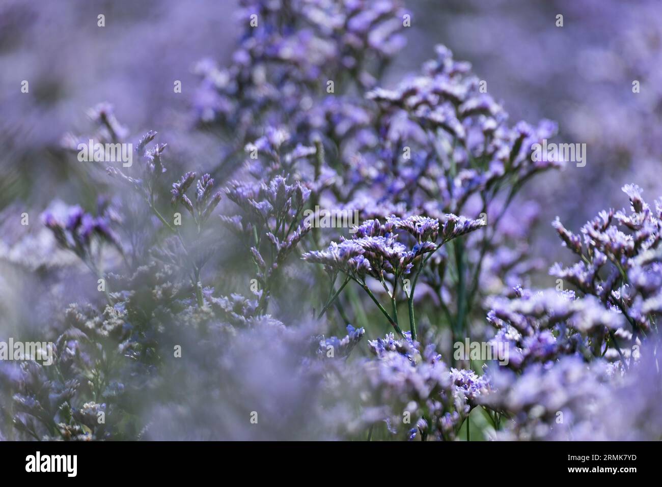 Il lilla di spiaggia (Limonium vulgare), chiamato anche lavanda di mare o confutazione, dalla famiglia di leadwort (Plumbaginaceae) fiori viola in una palude salata Foto Stock