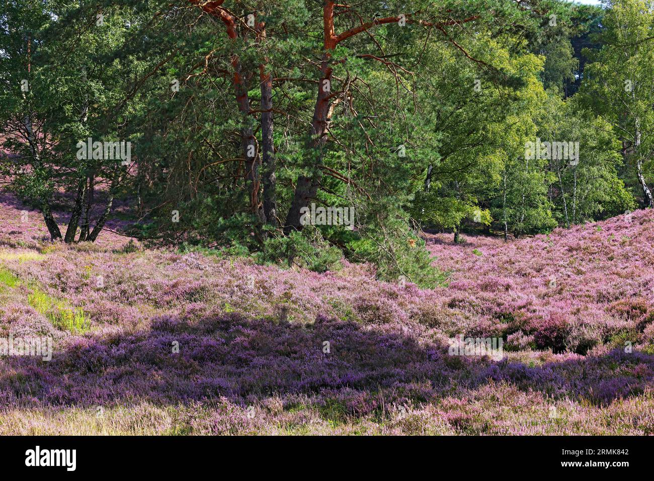 Riserva naturale Fischbeker Heide, fioritura delle brughiere, erica comune fiorita (Calluna vulgaris) e pino scozzese (Pinus sylvestris) e betulle Foto Stock