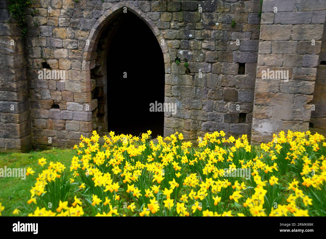 Narcisi primaverili accanto a una porta ad arco in pietra nelle rovine dell'abbazia di Fountains, il monastero cistercense medievale nel North Yorkshire, Inghilterra, Regno Unito. Foto Stock