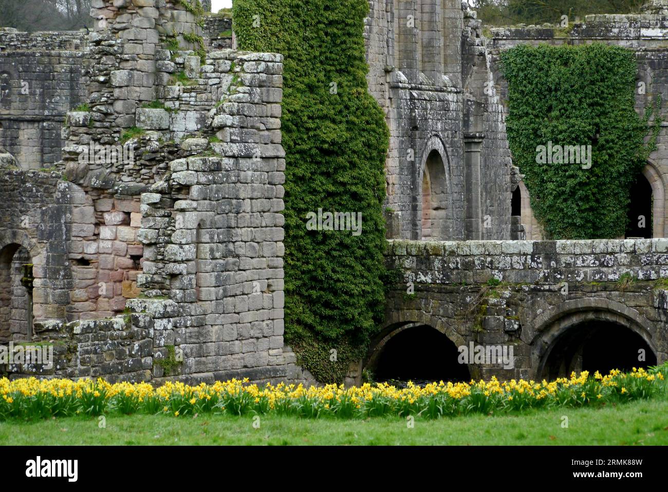 Narcisi primaverili presso un ponte ad arco nelle rovine dell'abbazia di Fountains, il monastero cistercense medievale nel North Yorkshire, Inghilterra, Regno Unito. Foto Stock