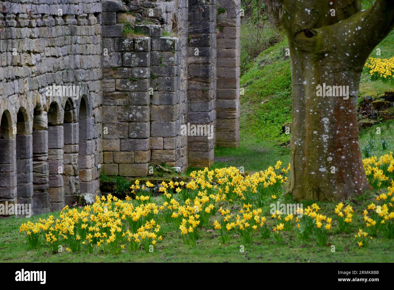Narcisi primaverili di Stone Arches nelle rovine dell'abbazia di Fountains, il monastero cistercense medievale nel North Yorkshire, Inghilterra, Regno Unito. Foto Stock