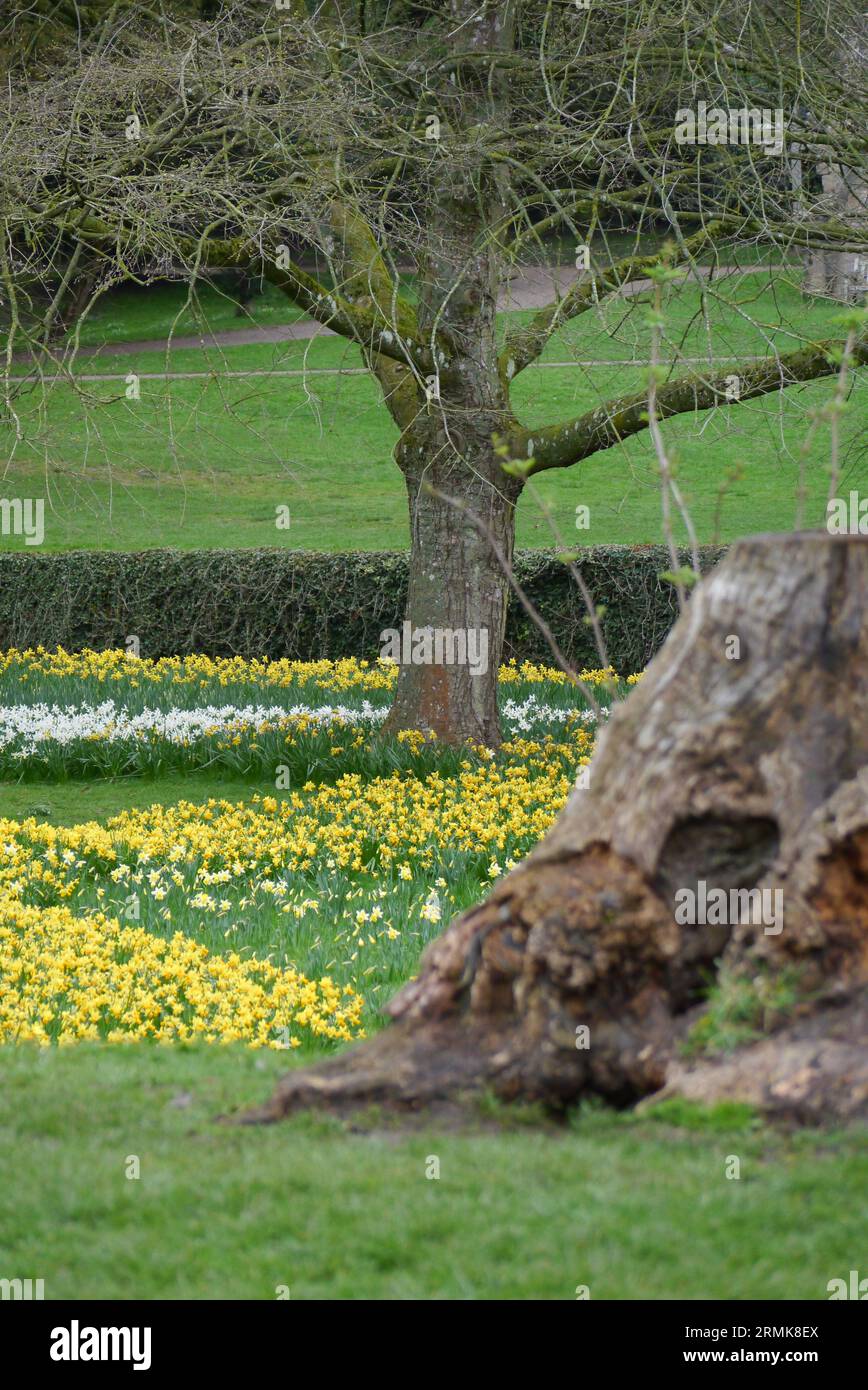 Gialli e bianchi narcisi primaverili di un Old Tree Stump vicino alle rovine dell'abbazia di Fountains nel North Yorkshire, Inghilterra, Regno Unito. Foto Stock
