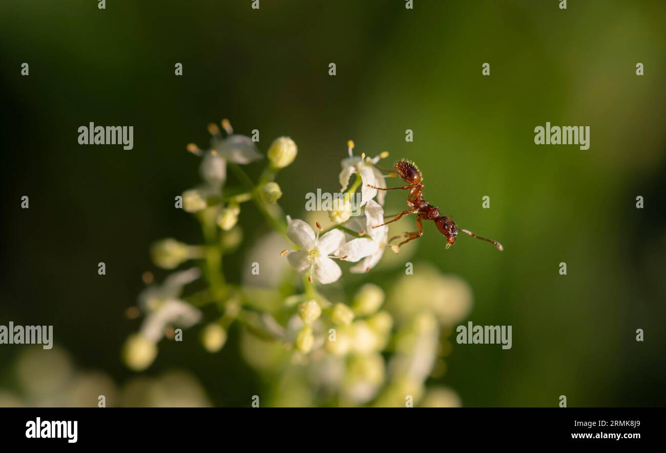 Formica antincendio europea (Myrmica rubra) seduta su un fiore bianco, Baviera, Germania Foto Stock