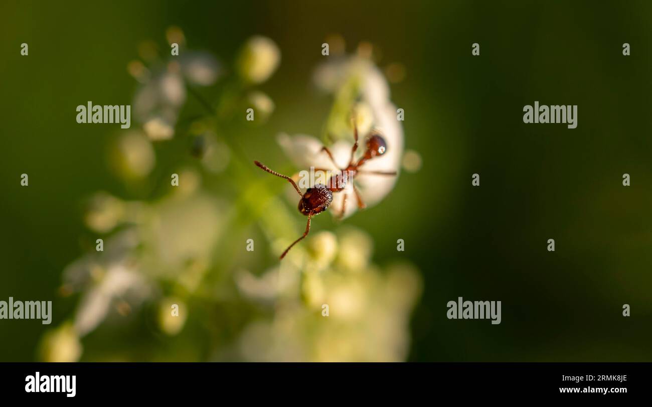 Formica antincendio europea (Myrmica rubra) seduta su un fiore bianco, Baviera, Germania Foto Stock