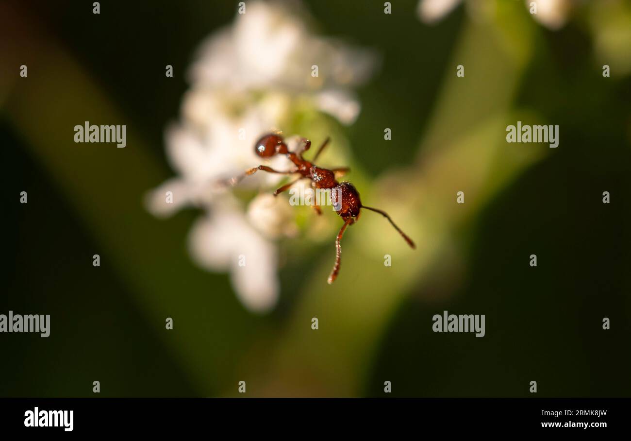 Formica antincendio europea (Myrmica rubra) seduta su un fiore bianco, Baviera, Germania Foto Stock