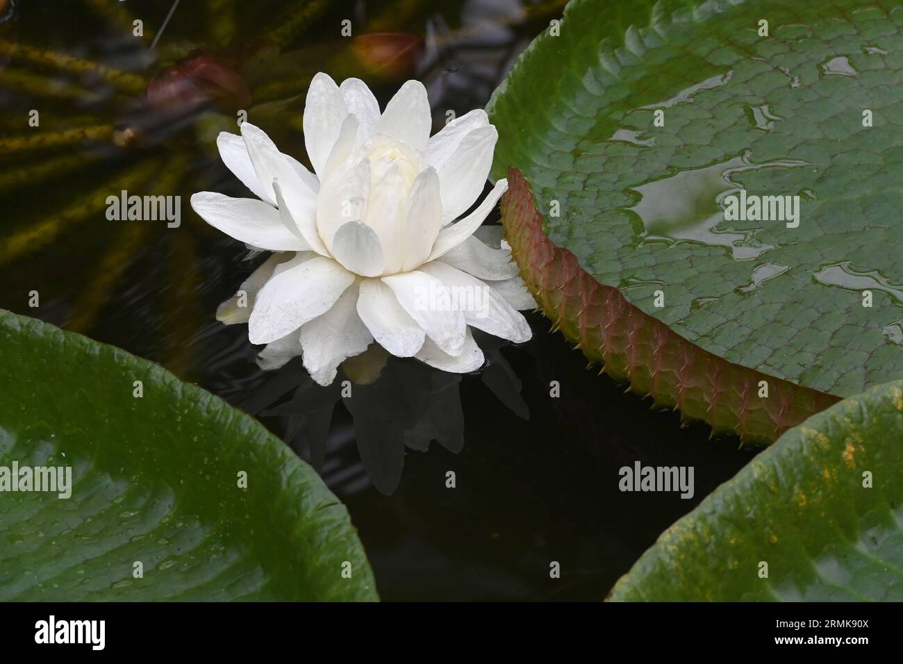 Olomouc, Repubblica ceca. 29 agosto 2023. La più grande ninfee del mondo, Santa Cruz Water Lily (Victoria Cruziana), fiorita nel padiglione tropicale del Flora Olomouc Exhibition Centre, Olomouc, Repubblica Ceca, il 29 agosto 2023. I fiori bianchi aprono di notte e fioriscono per un giorno. Col tempo diventano gradualmente rosa. Crediti: Ludek Perina/CTK Photo/Alamy Live News Foto Stock