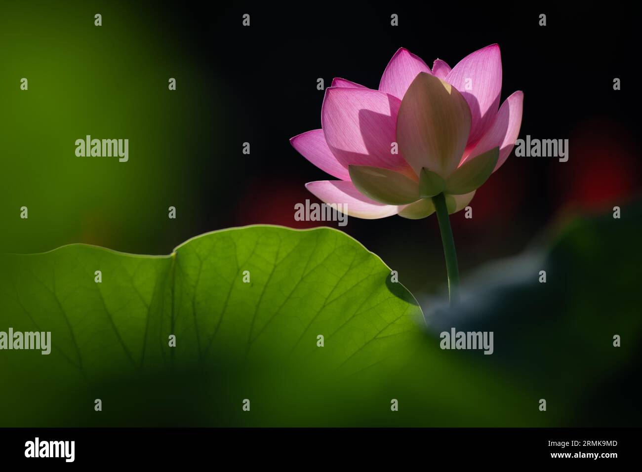 Fiore di loto rosa (Nelumbo nucifera), Baden-Wuerttemberg, Germania Foto Stock