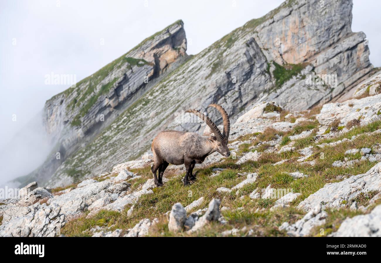 Stambecchi nelle Alpi Appenzell, sulle Saentis, nebbia in montagna, Svizzera Foto Stock