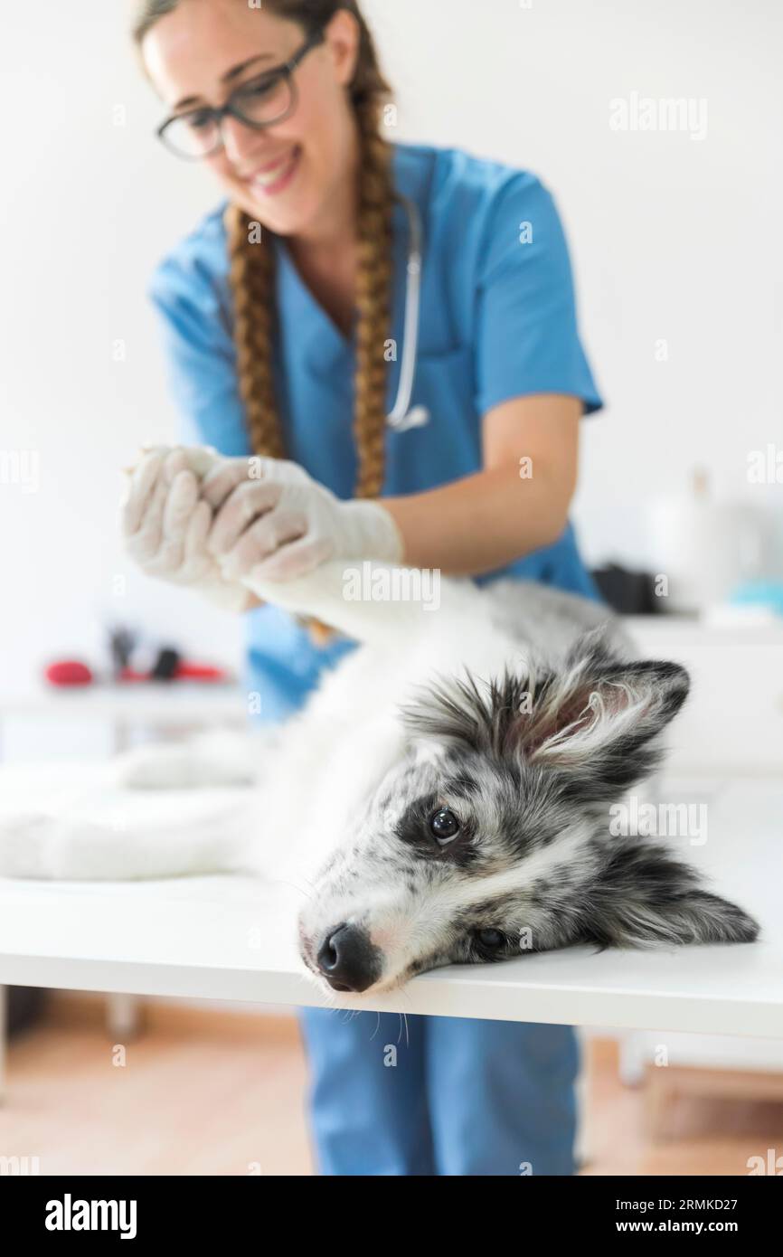 Sorridente veterinario femmina che esamina la zampa del cane sdraiata clinica tavolo Foto Stock