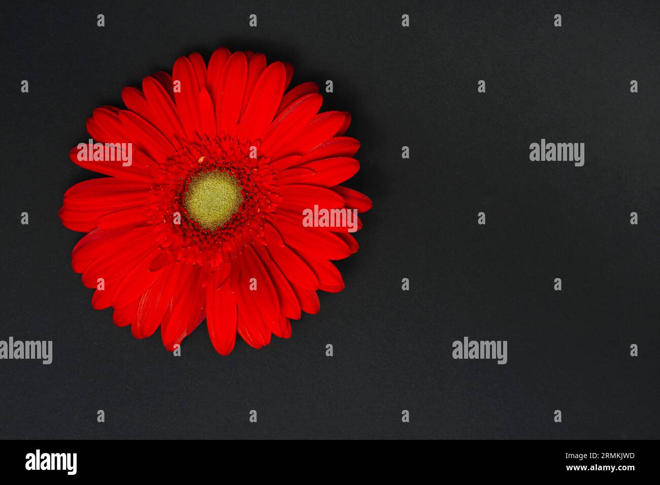 Tavolo scuro fiore gerbera rosso Foto Stock