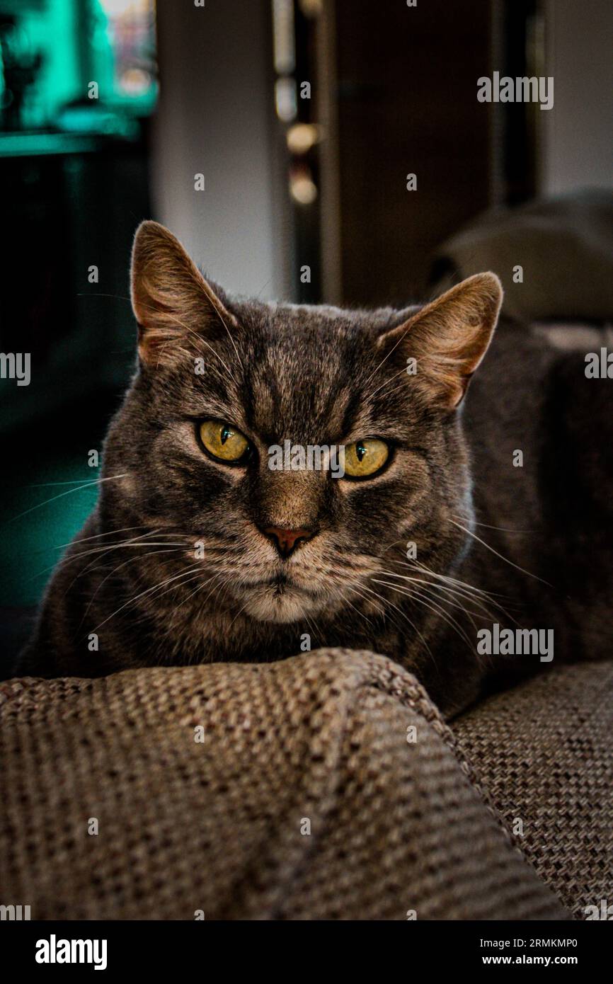 Gatto sul divano Foto Stock