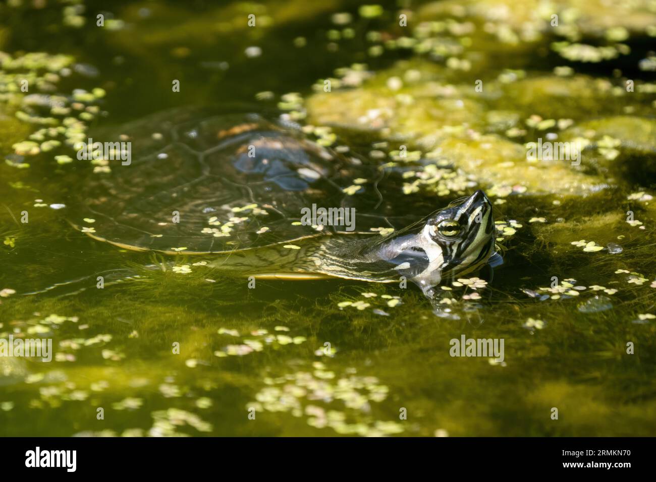 Cursore dalle orecchie rosse (Trachemys scripta elegans), nuoto in acqua, Assia, Germania Foto Stock