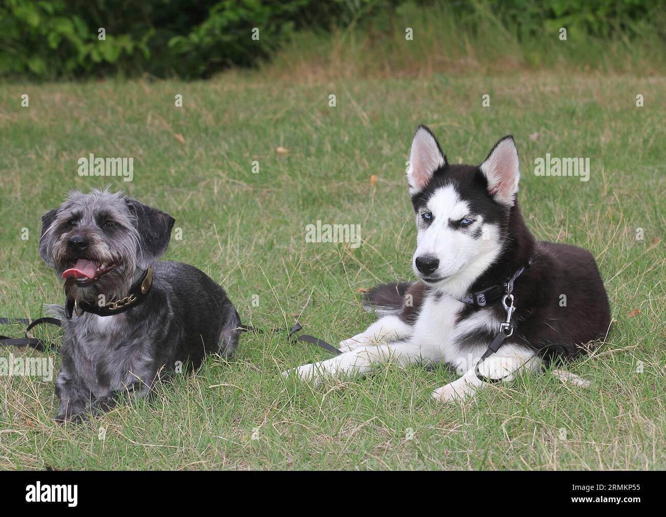 Dachshund Shih Tzu mix (Canis lupus familaris), maschio 4 anni, e Siberian Husky 5 mesi, distesi l'uno accanto all'altro sul prato, Nord Foto Stock