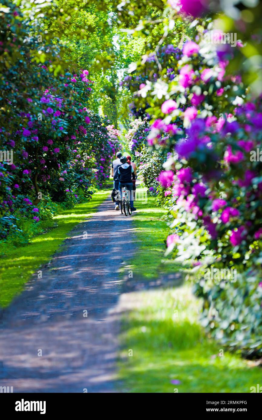 Rhododendron Alley, Hagenburg, bassa Sassonia Foto Stock