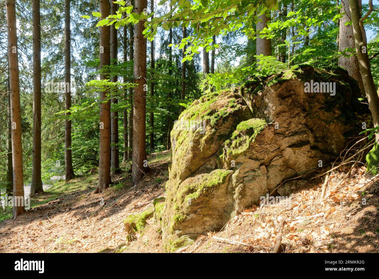 Massi lungo un sentiero escursionistico nella foresta dei Carpazi della Slovacchia centrale. Hinau, Neusohl Landscape Association, Slovacchia Foto Stock