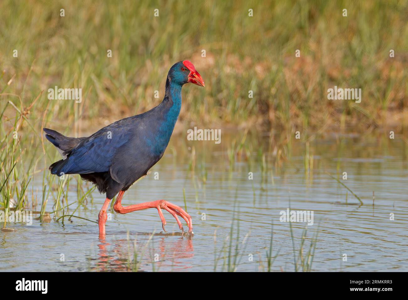 Porphyrio porphyrio, comune di foca grigia, foraggio in zone umide, Parc Natural de S'Albufera de Majorca, Spagna Foto Stock