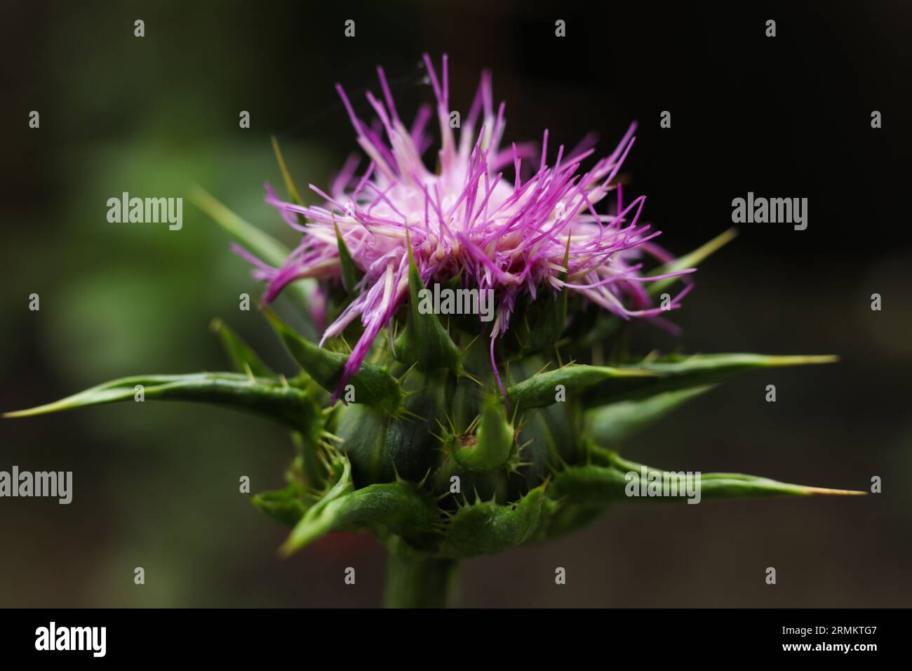 Silybum marianum, cardo mariano da vicino Foto Stock