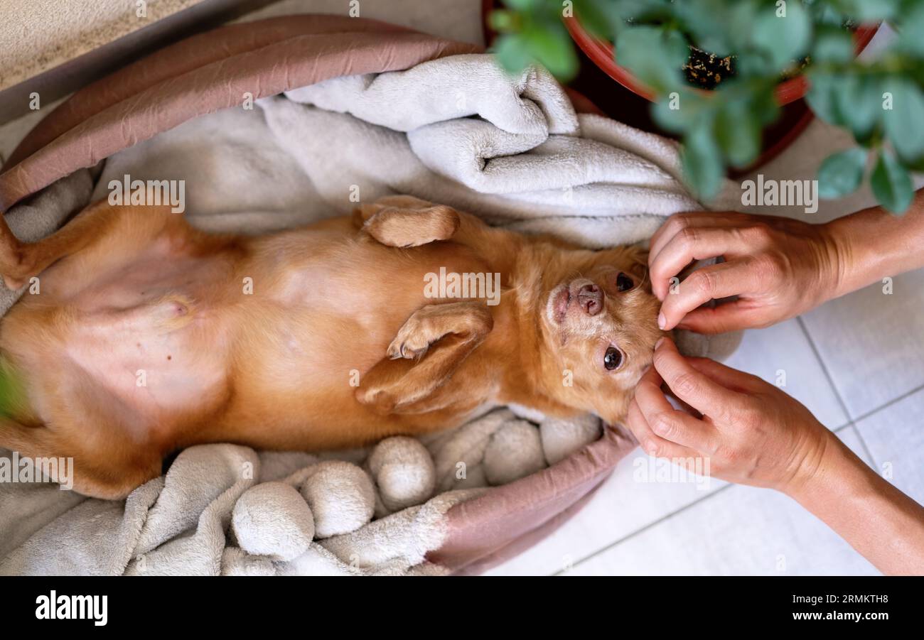 Piccolo e affascinante cane Toy Terrier sdraiato sulla schiena e godendosi un massaggio alla testa. Il proprietario di animali domestici fa un massaggio alla testa dell'animale. Foto Stock