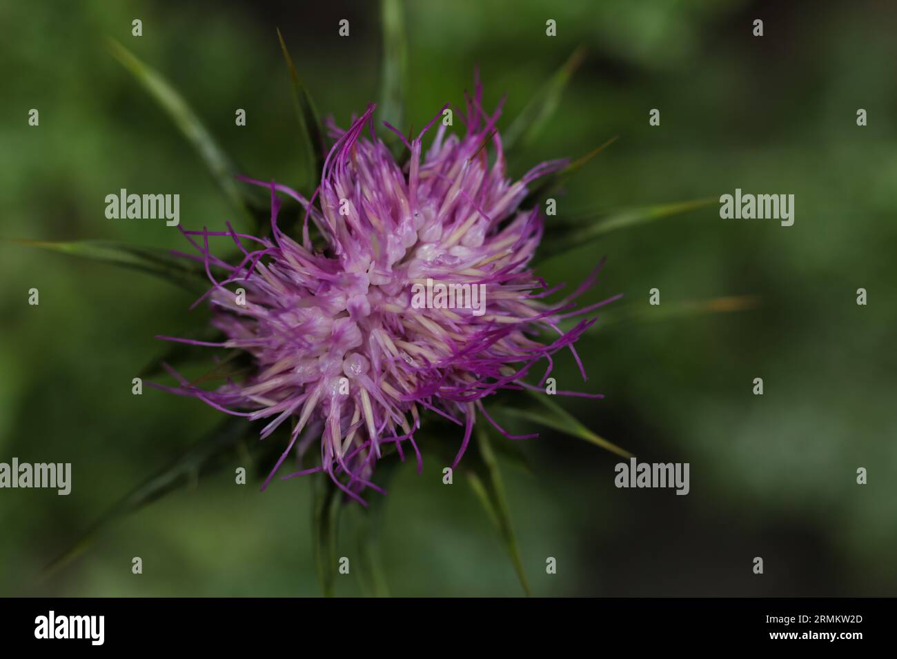 Silybum marianum, cardo mariano da vicino Foto Stock
