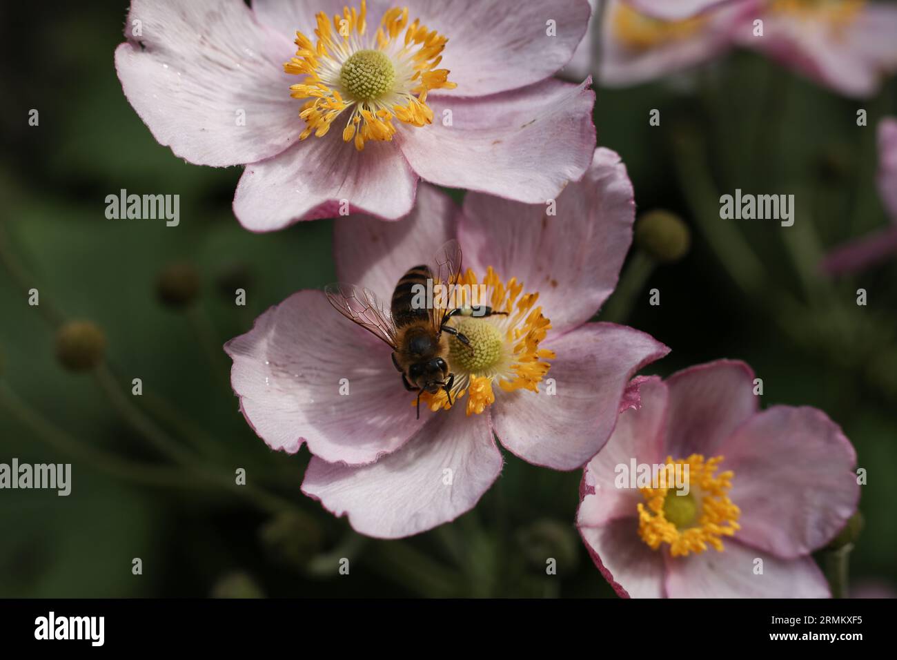 un'ape di miele su un fiore di vento giapponese nel giardino estivo Foto Stock