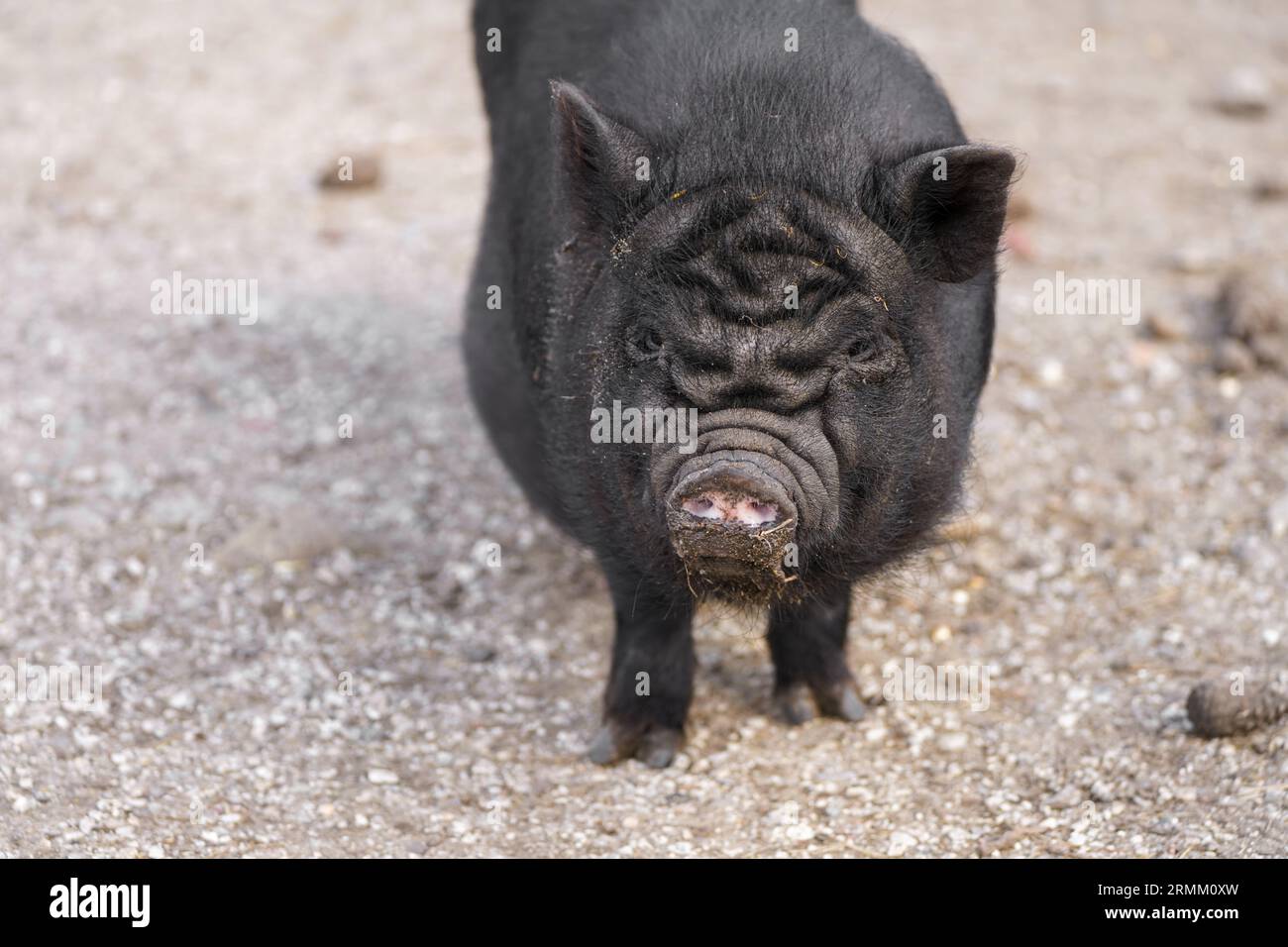 Ritratto di un maiale decorato in vaso. SUS scrofa domesticus. Cinghiale. Foto Stock