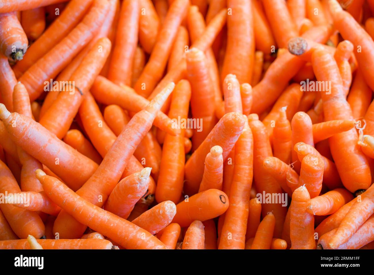 Molte carote in un mucchio. Verdure di colore arancio come sfondo. Foto Stock