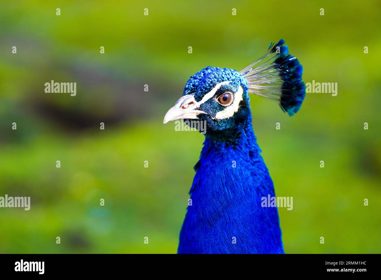 Ritratto di un pavone con piumaggio blu brillante su sfondo verde. Primo piano dell'uccello. Foto Stock