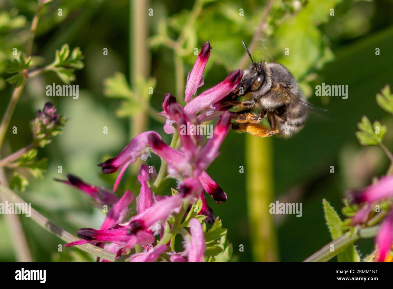 Anthophora dispar, Common Digger Bees Foto Stock