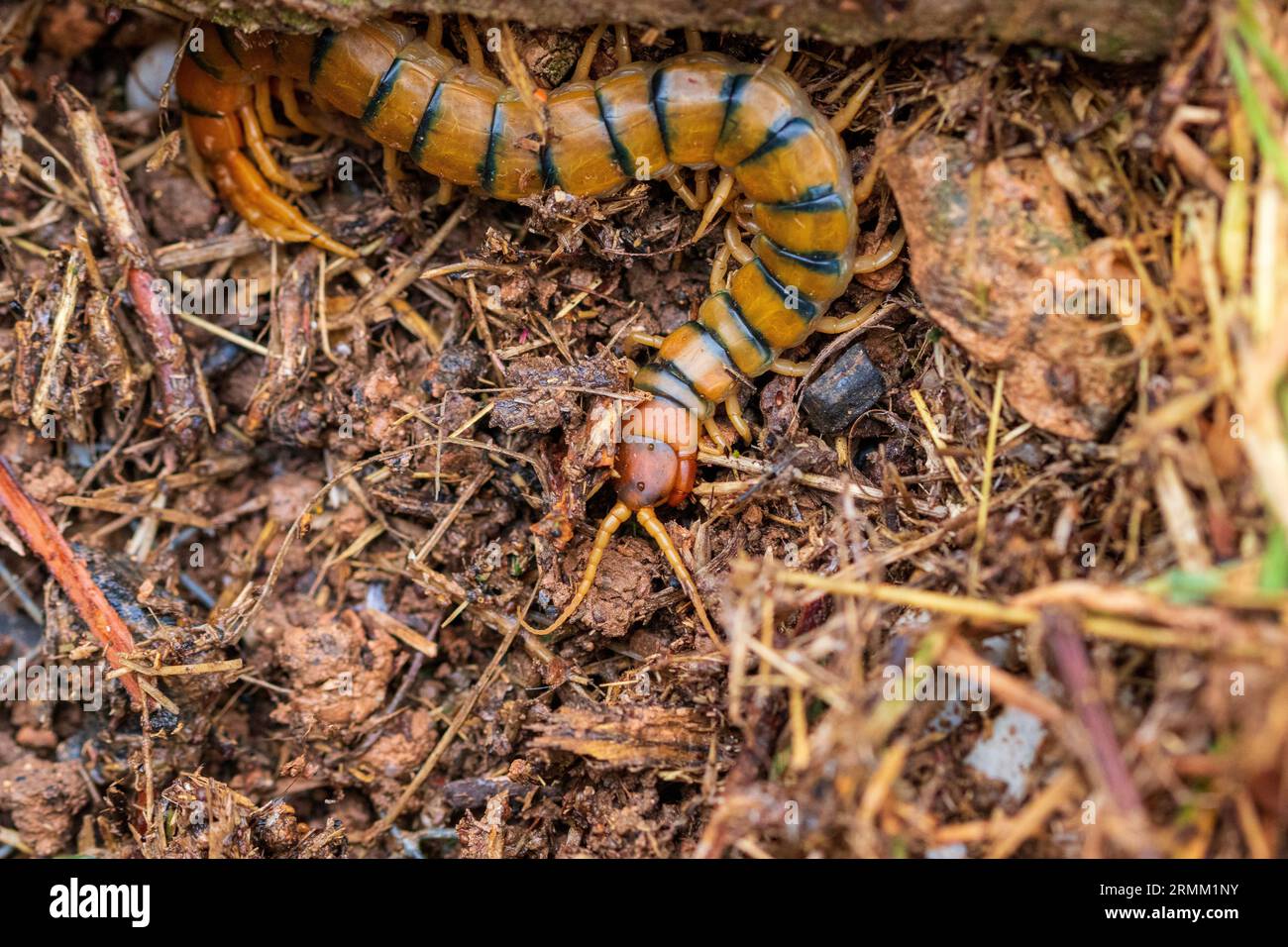 Scolopendra cingulata, Centipede con bande mediterranee Foto Stock