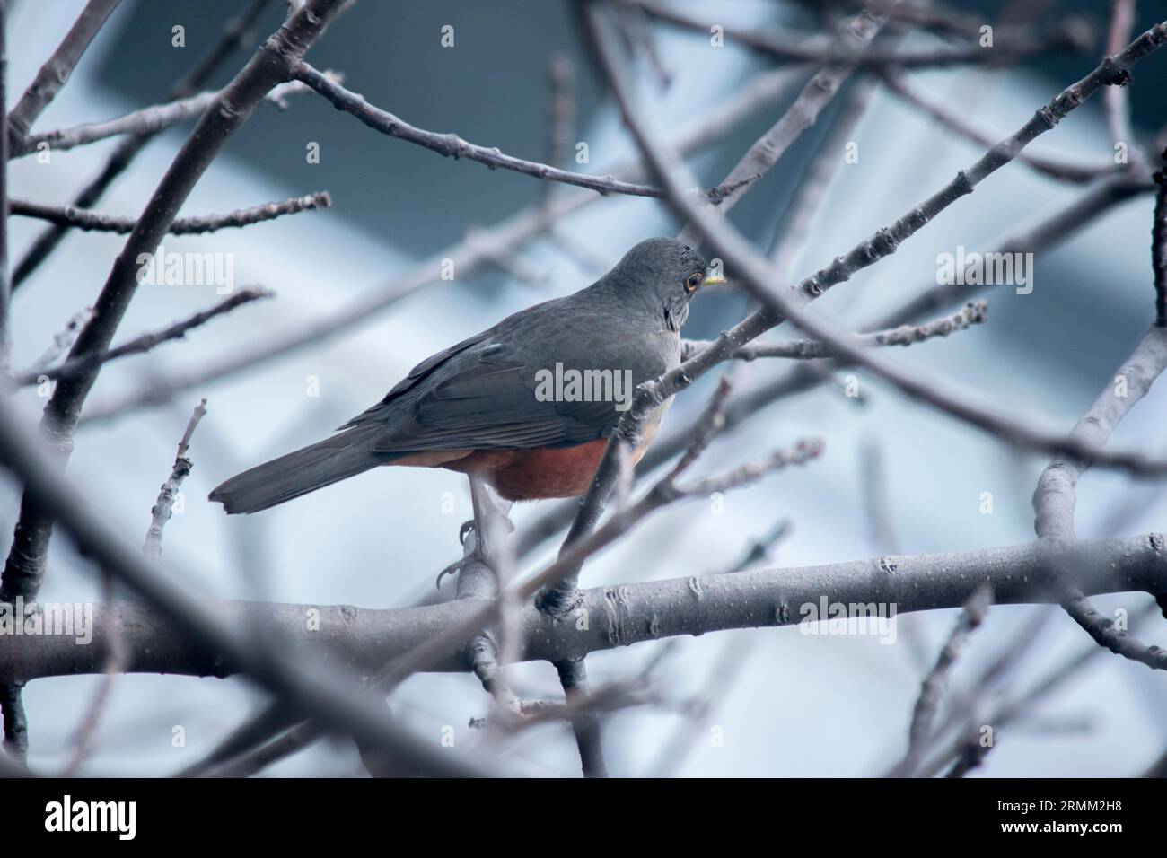 Mughetto arroccato sui rami di un albero Foto Stock