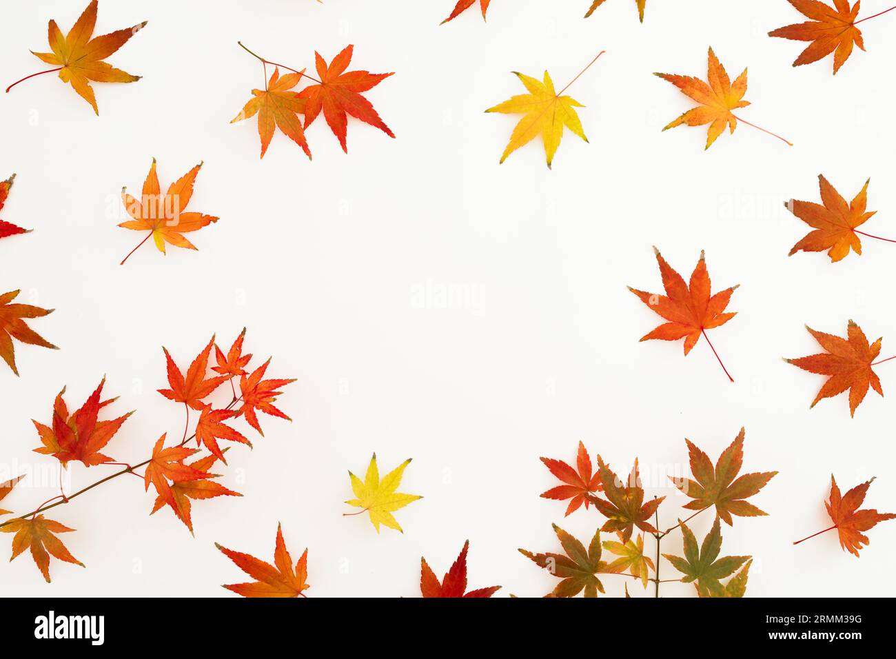 Concetto autunnale con foglie autunnali colorate su sfondo bianco. Spianatura piatta. Concetto del giorno del Ringraziamento. Foto Stock