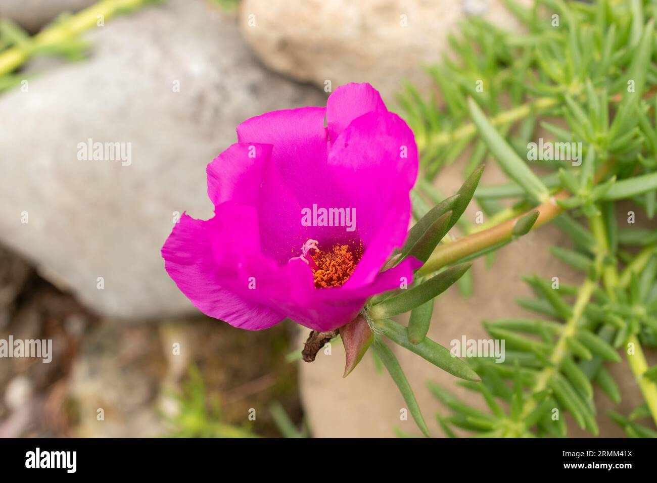 Zurigo, Svizzera, 9 agosto 2023 Portulaca Grandiflora o rosa messicana nel giardino botanico Foto Stock