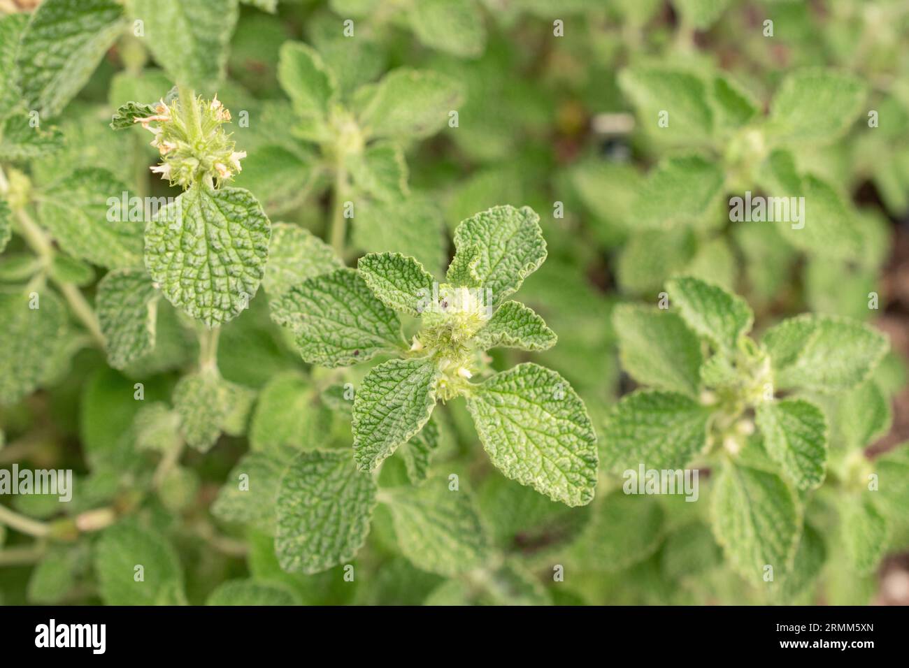 Zurigo, Svizzera, 9 agosto 2023 Marrubium Vulgare o pianta comune di cani presso l'orto botanico Foto Stock