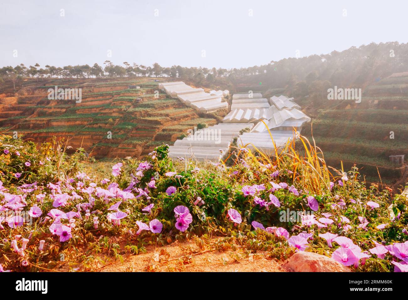 Paesaggio di da Lat, valli costruite con serre utilizzate per coltivare fiori ovunque nella città di da Lat, serre sommerse dalla nebbia Foto Stock