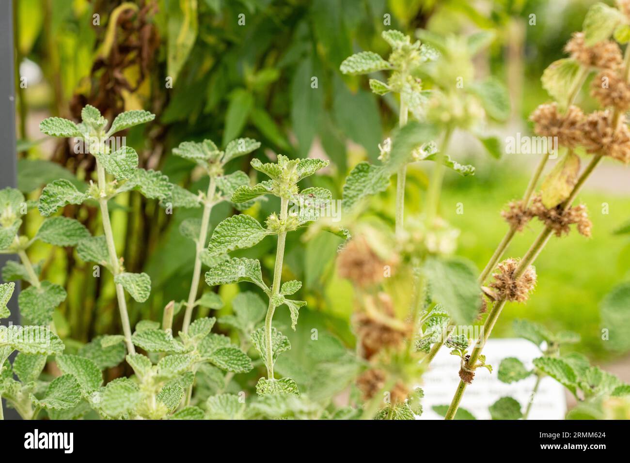 Zurigo, Svizzera, 9 agosto 2023 Marrubium Vulgare o pianta comune di cani presso l'orto botanico Foto Stock