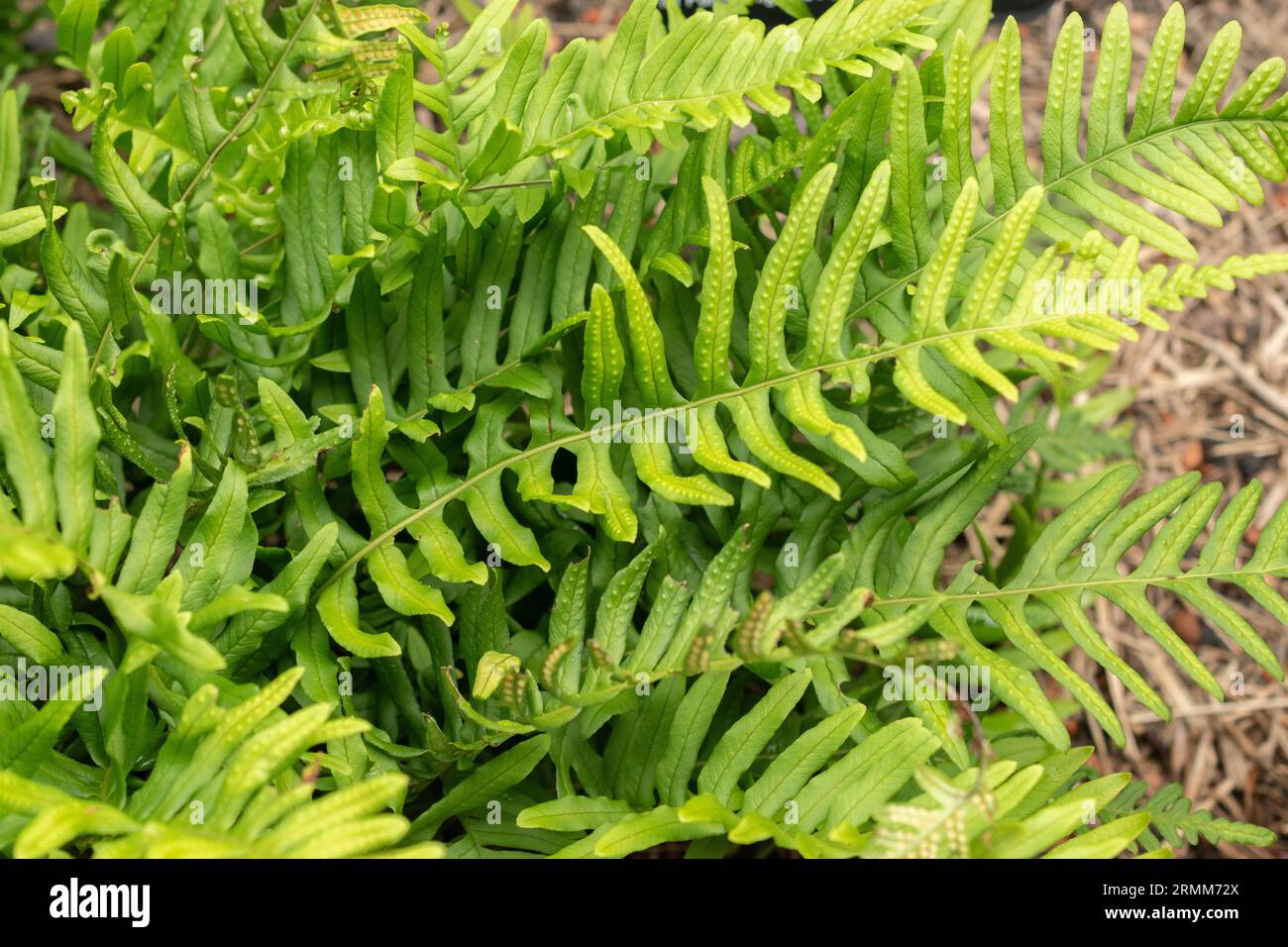 Zurigo, Svizzera, 9 agosto 2023 Polypodium Vulgare o polipodia comune presso l'orto botanico Foto Stock