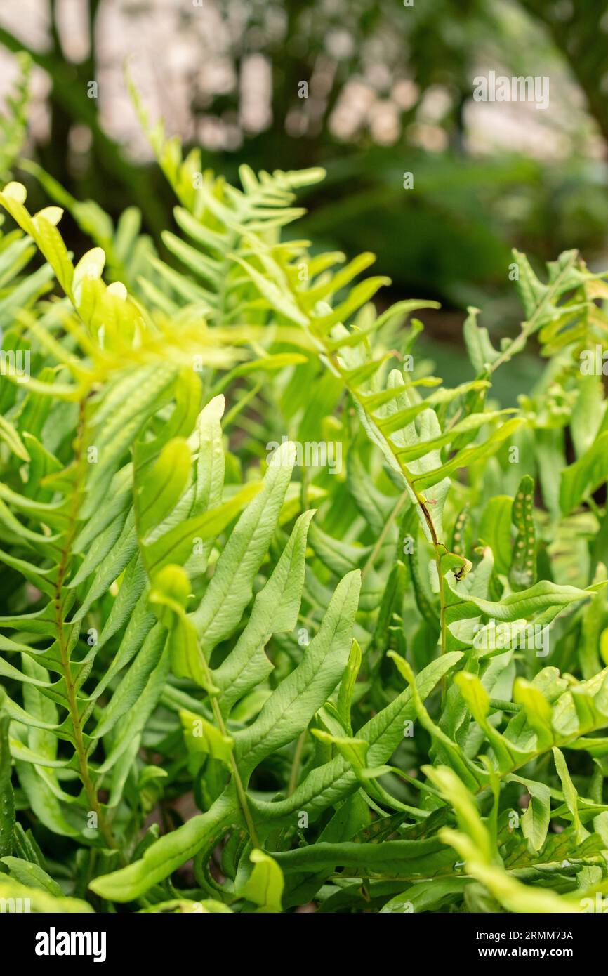 Zurigo, Svizzera, 9 agosto 2023 Polypodium Vulgare o polipodia comune presso l'orto botanico Foto Stock