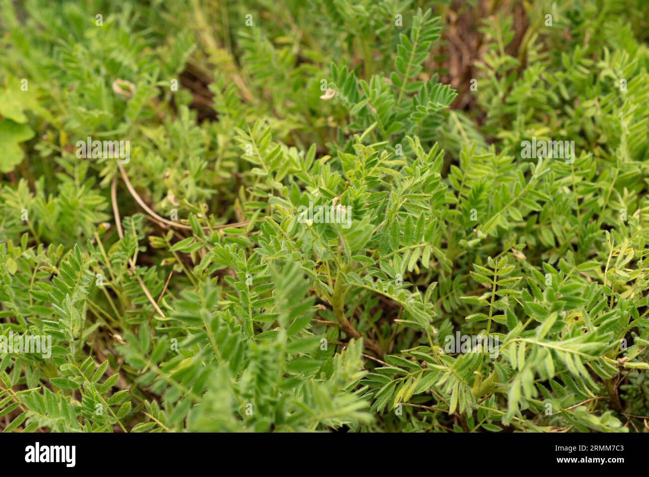 Zurigo, Svizzera, 9 agosto 2023 Astragalus Sempervirens pianta nell'orto botanico Foto Stock